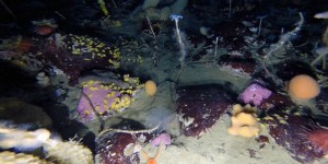 VIDEO. 2 minutes dans les fonds sous-marins secrets de l'Antarctique 