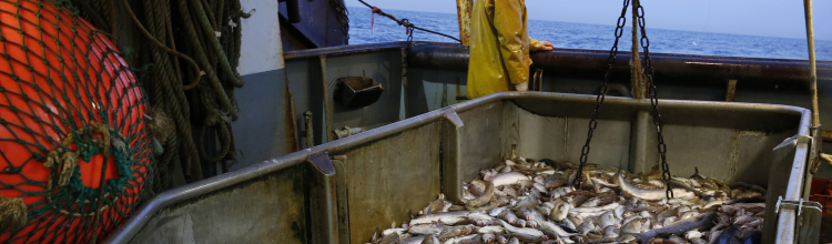Pêche bretonne : les écologistes échouent à faire adopter un vœu sur les aires marines protégées