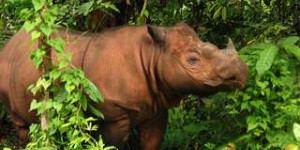 Les Malaisiens veulent ressusciter le rhinocéros de Sumatra