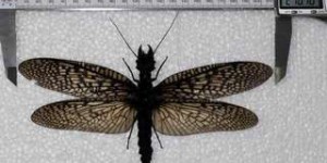 Étrangeté du vivant : découvrez l'insecte aquatique le plus grand du monde