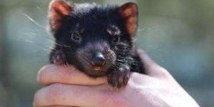 Première naissance d'un bébé diable de Tasmanie en Australie depuis 3.000 ans
