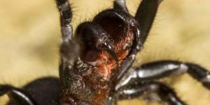 Naissance peu glamour de l'araignée la plus dangereuse au monde