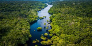 « Victoire historique » : l'Équateur choisit la nature contre le pétrole dans la réserve naturelle de Yasuni