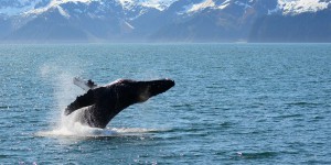 Une baleine grise observée pour la première fois en 200 ans dans l’océan Atlantique !