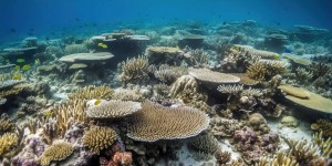 Blanchiment du corail : la moitié de la surface de l’océan est classée en niveau d'alerte 5/5 !