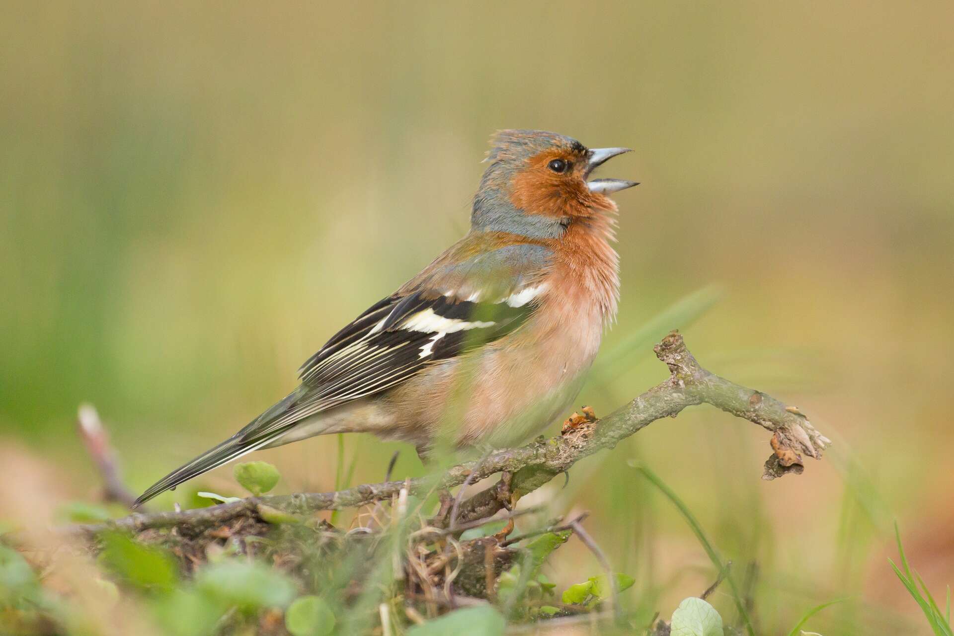 Identifiez le chant des oiseaux avec ces apps iOS et Android