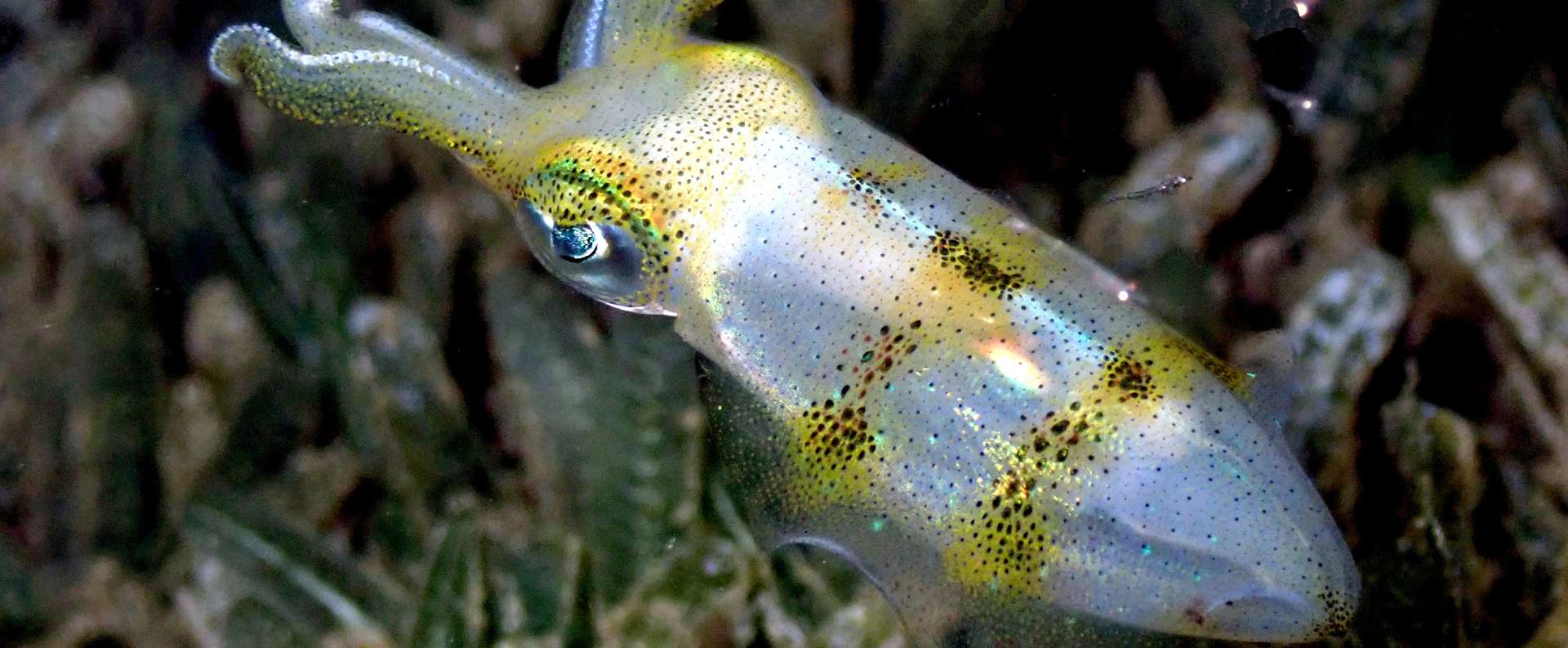 En vidéo : une espèce inconnue de calmar couvre des œufs géants dans les abysses !