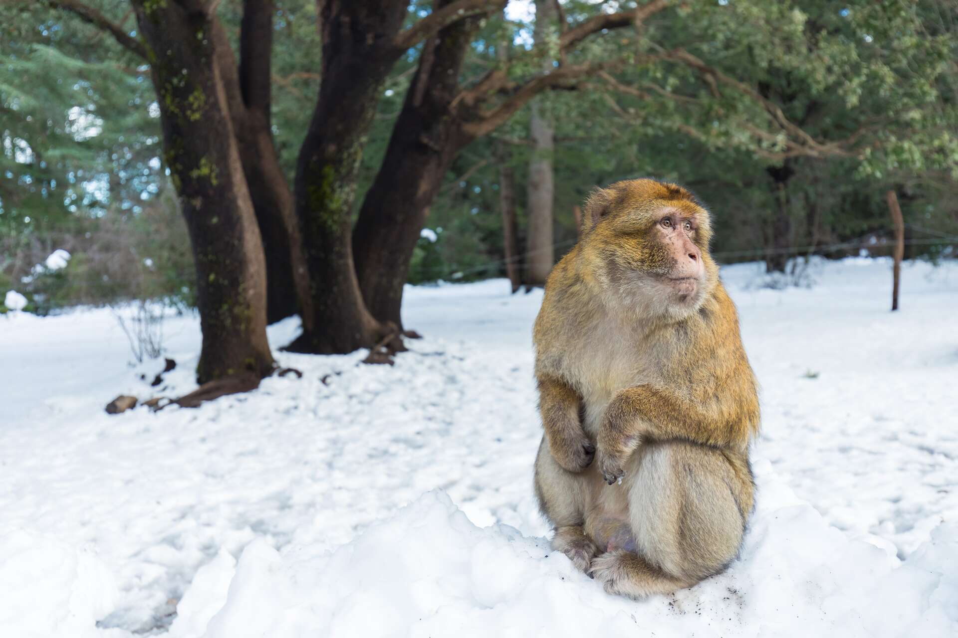 Le jour où il a fait -23,9 °C au Maroc : un record absolu de froid en Afrique !