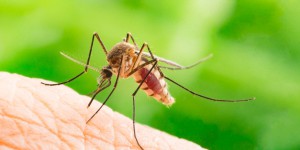 Réchauffement climatique : une aubaine pour le moustique responsable de la transmission du paludisme !