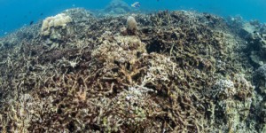 Grande barrière de corail : le « squelette blanc”, ce phénomène qui montre les dégâts du réchauffement climatique