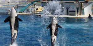 L’orque Inouk mort au parc Marineland d’Antibes seulement 5 mois après Moana : la colère des associations de protection animale