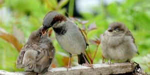 Le mystère des oiseaux qui mangent des excréments intrigue les scientifiques