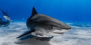 Réhabilitation des requins : ils ne sont pas ces monstres assoiffés de sang tel qu’on les imagine !
