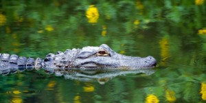 Alligator VS crocodile : savez-vous comment les différencier ?