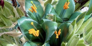 Miracle botanique : une plante « surnaturelle » fleurit après des années de silence, un évènement vraiment rare