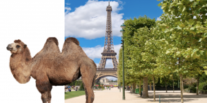 Paris : pourquoi un insolite défilé de dromadaires et de chameaux a-t-il été annulé en pleine capitale ?