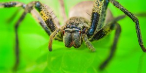 La reine des araignées : découvrez le poids étonnant de la mygale Goliath, la plus imposante de toutes