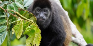 Canicule : 138 singes retrouvés morts au Mexique, une hécatombe qui “en dit long sur le changement climatique” selon un biologiste