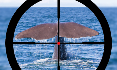 Chasse à la baleine au Japon : un nouveau navire-usine a pris le large, capable de traquer des baleines de 70 tonnes