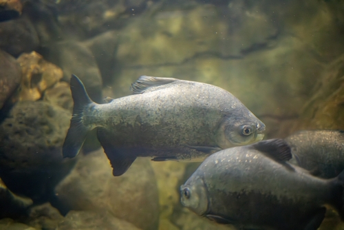 Les piranhas sont-ils vraiment une menace pour l’homme ?