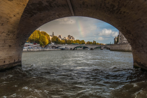 Rats, silures et cétacés : avec quels animaux de la Seine cohabitent les Parisiens sans le savoir ?