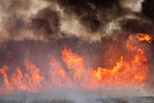 Alerte au Brésil : des incendies de forêt ravagent le Pantanal, la plus grande zone humide du monde