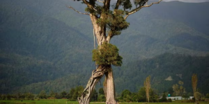 Un « arbre qui marche » ? Ce géant de 32 mètres, survivant d’une forêt perdue, est élu arbre de l’année 2024