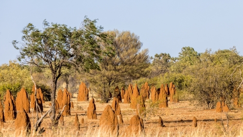 Ces termitières encore plus vieilles que le mammouth laineux sont agées de 34 000 ans