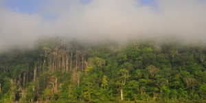 Méga mine d’or en Guyane : les forêts tropicales françaises en danger