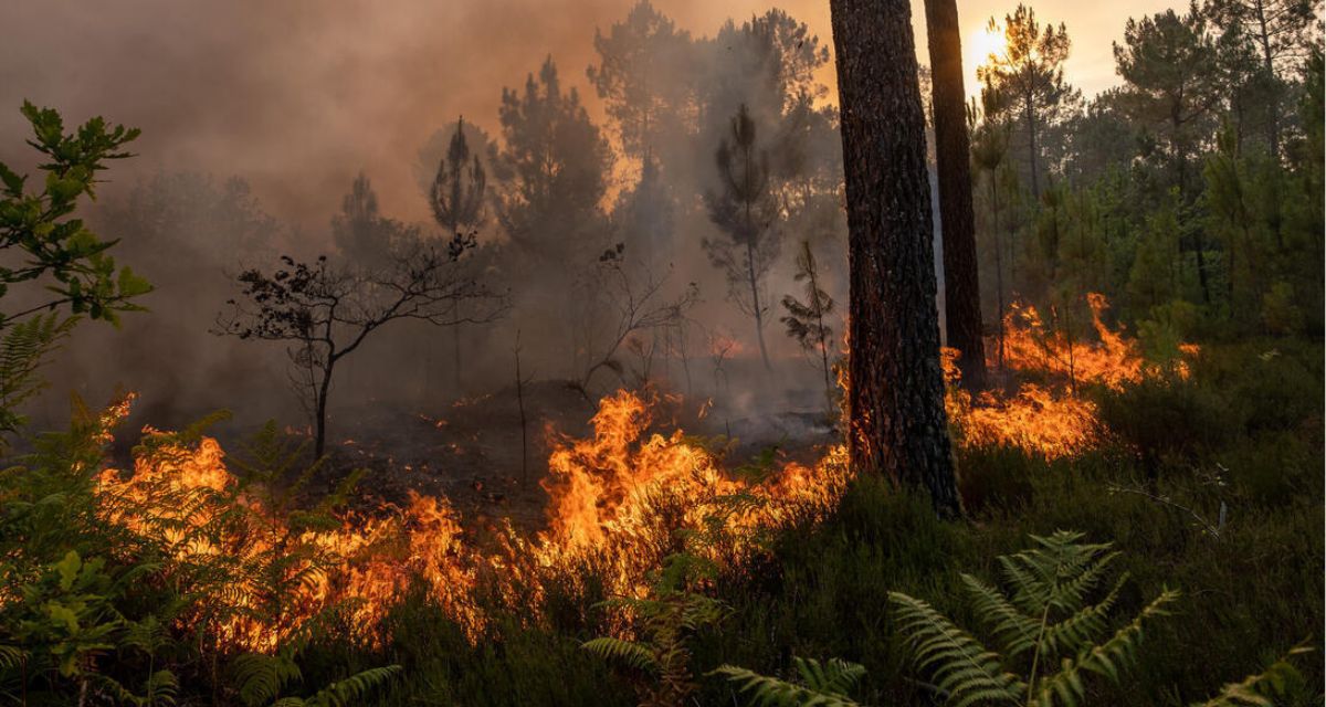 L’extrême droite au pouvoir : qu’est-ce que ça changerait pour l’environnement ?