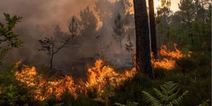 L’extrême droite au pouvoir : qu’est-ce que ça changerait pour l’environnement ?