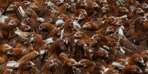 L’OMS s’inquiète de la propagation de la grippe aviaire H5N1 à de nouvelles espèces, dont l’homme