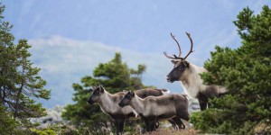 Les conservateurs dénoncent l’idée du fédéral de décréter la protection du caribou au Québec