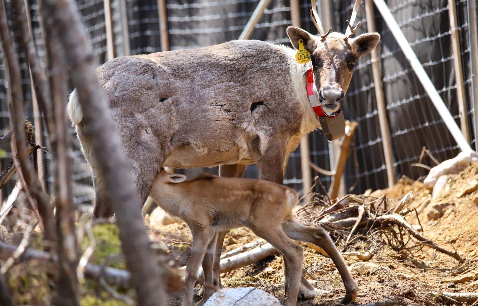 Ottawa imposera un «décret» pour protéger des caribous du Québec