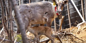 Ottawa imposera un «décret» pour protéger des caribous du Québec