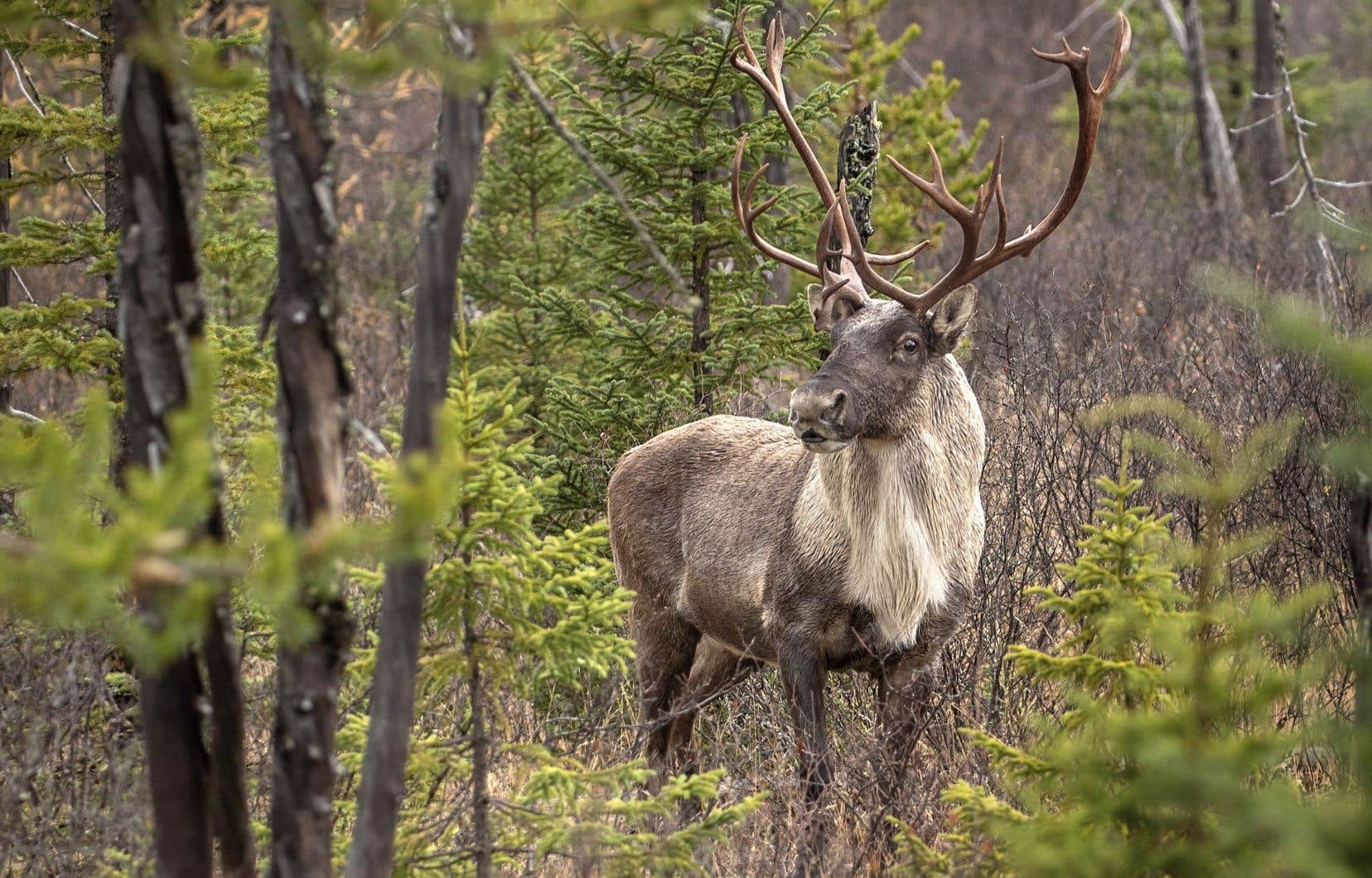 Steven Guilbeault recommande l’imposition de mesures de protection du caribou au Québec