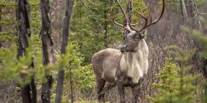 Steven Guilbeault recommande l’imposition de mesures de protection du caribou au Québec