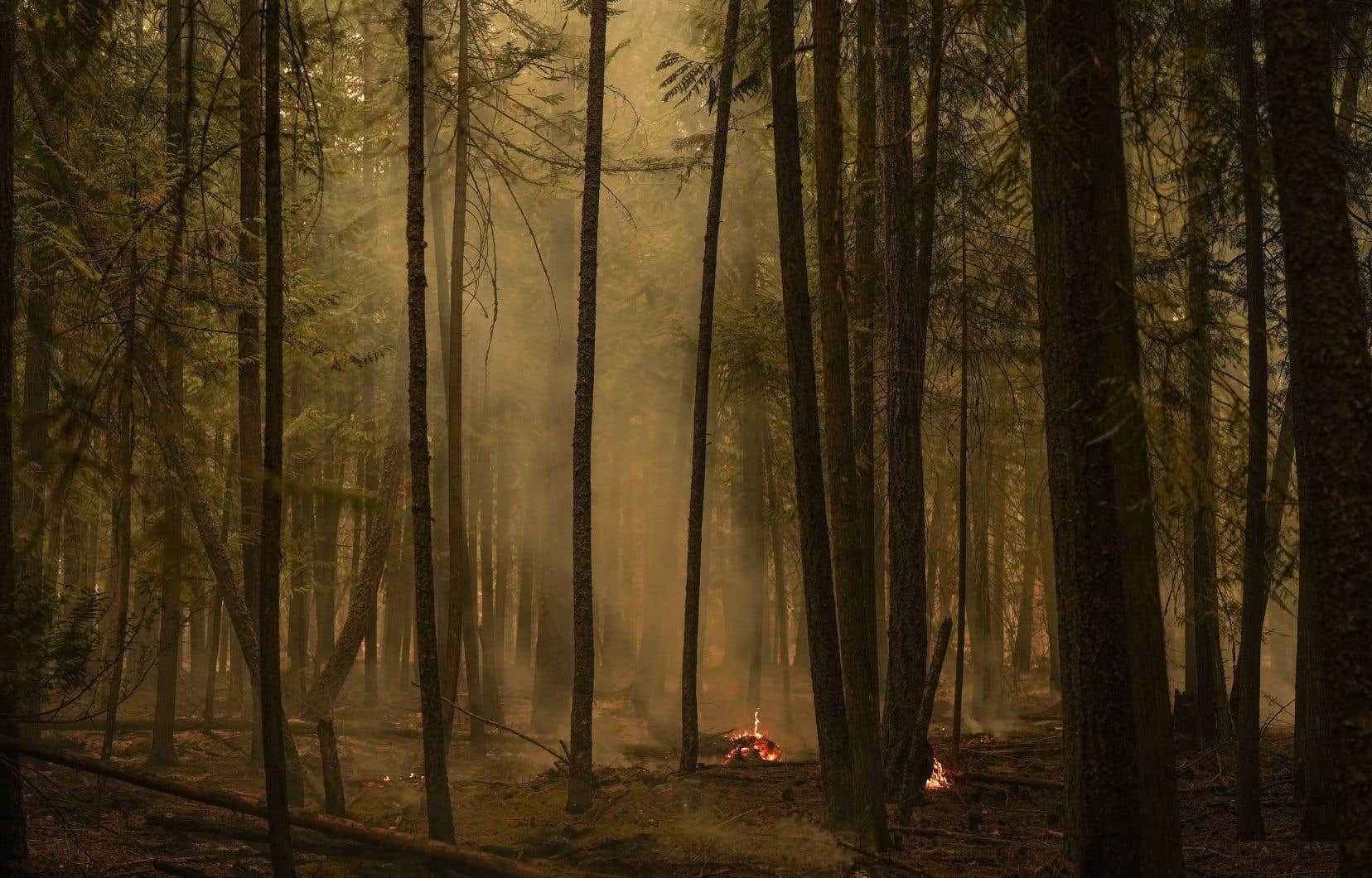 Plus de 300 feux de forêt en Colombie-Britannique