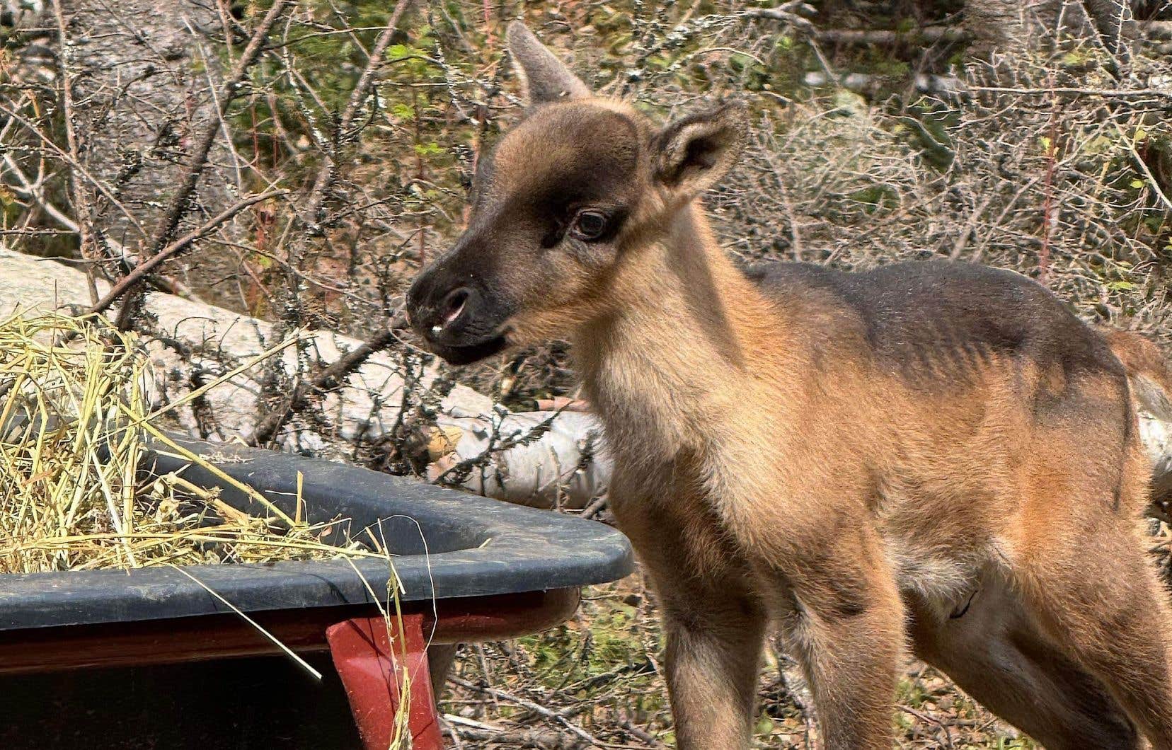 15 caribous nés en captivité dans Charlevoix et en Gaspésie