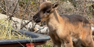 15 caribous nés en captivité dans Charlevoix et en Gaspésie