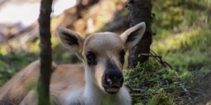 Le décret fédéral pour le caribou aurait un faible impact sur les possibilités forestières