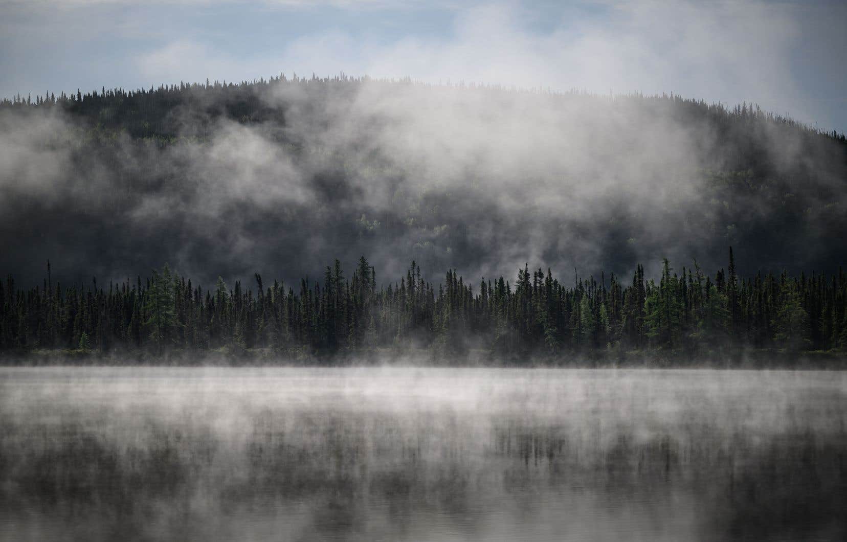 Les feux à ciel ouvert en forêt interdits sur la Côte-Nord et en Gaspésie