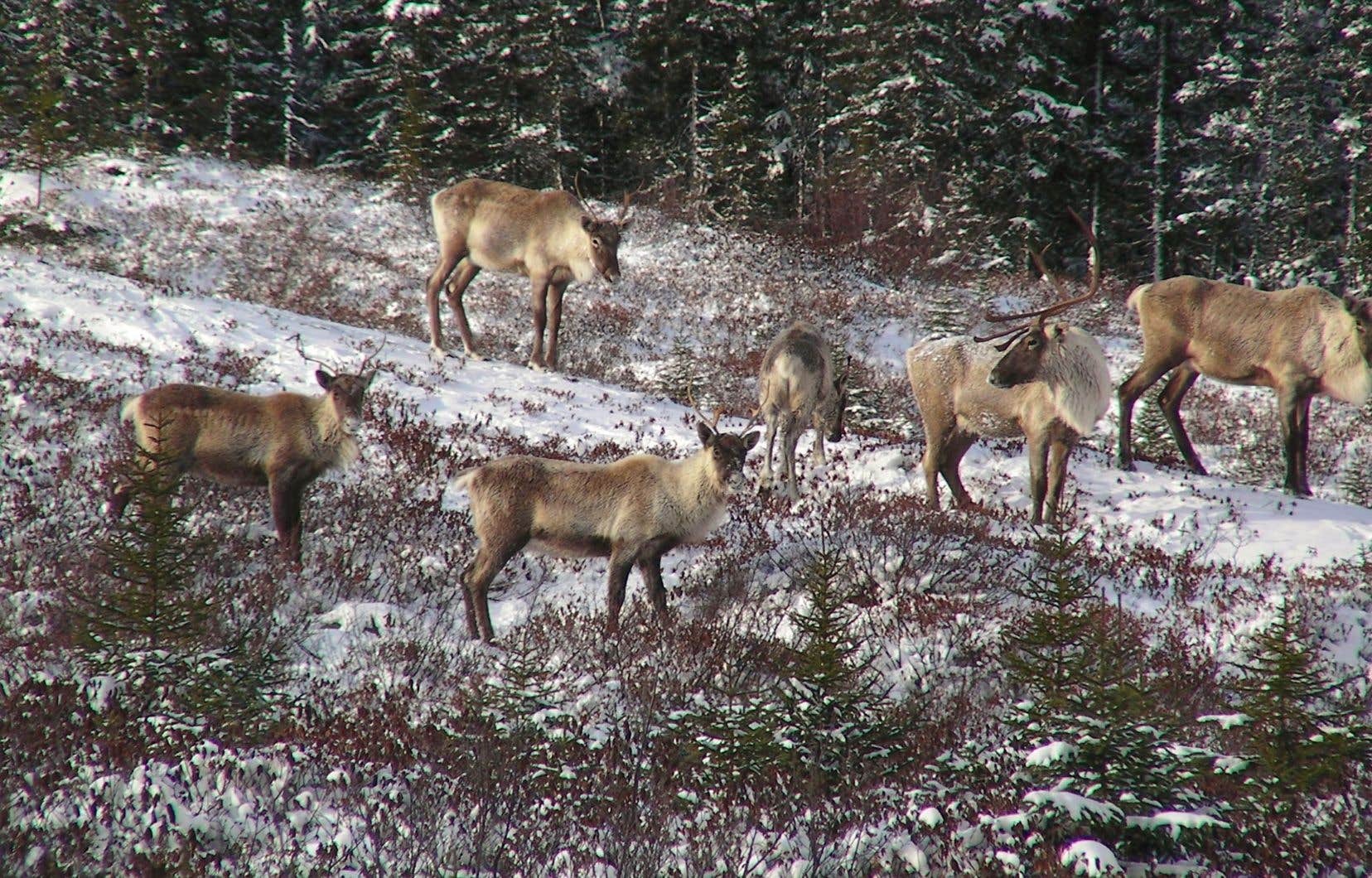 Ottawa interdira la récolte forestière sur 1,6 millions d’hectares pour protéger le caribou