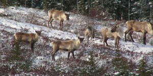 Ottawa interdira la récolte forestière sur 1,6 millions d’hectares pour protéger le caribou