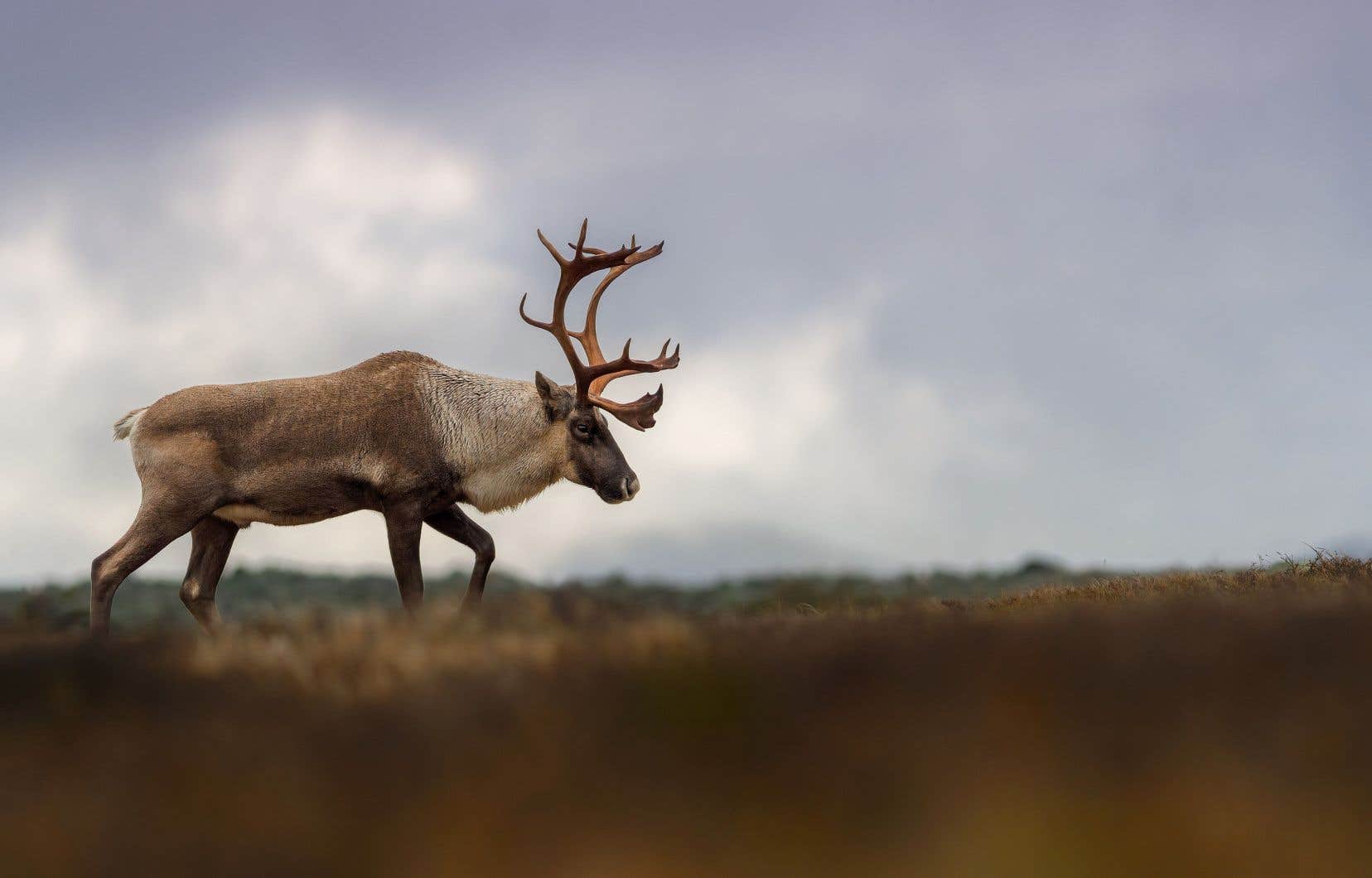 Trois projets de protection du caribou en suspens