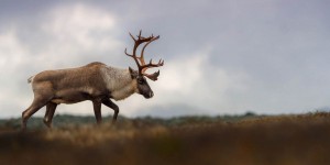 Trois projets de protection du caribou en suspens