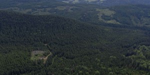 Québec réformera le régime forestier