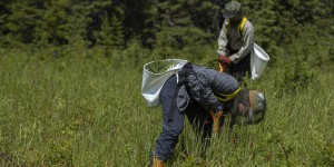 La réforme annoncée du régime forestier cultive plusieurs espoirs