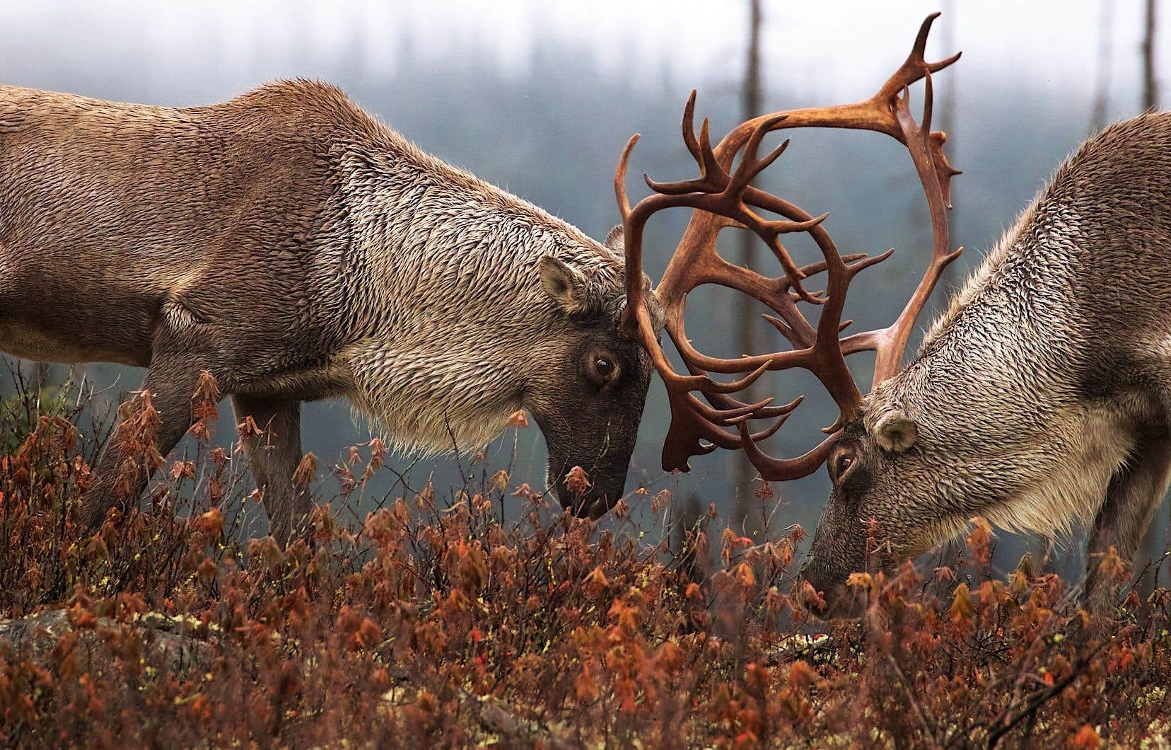 Victoire des Innus contre Québec pour la protection du caribou