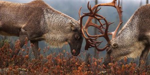 Victoire des Innus contre Québec pour la protection du caribou